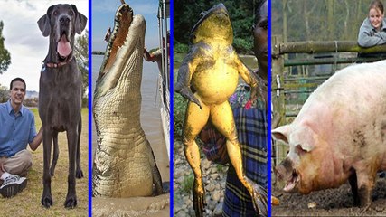 GIANT Animals You Won't Believe Exist In The World