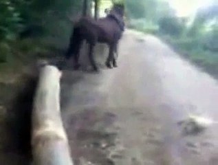 Atın İntikamı Bu Olsa Gerek...