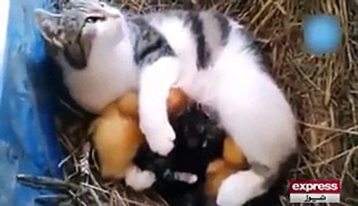 Cat Loves duck