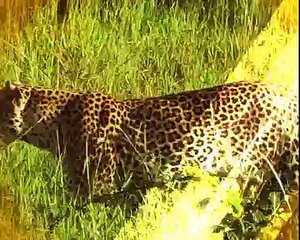 Ecotourism in Uganda  Kibaale Forest National Park (Part 1)