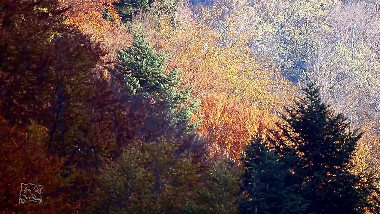 Bieszczady 7