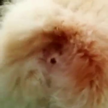 Chien aboie par l'anus