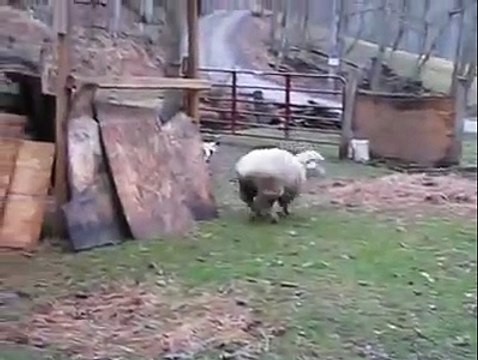 Sheep wants to be a dog - Баран считает себя собакой