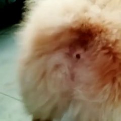 When this corgi barks, its anus opens!