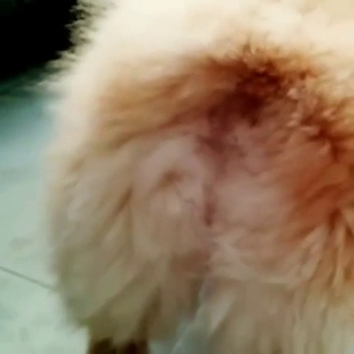 Quand ce chien aboie, son anus s'ouvre... Bizarre
