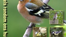 Vogels rondom ons huis