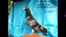 AUKCJA.kipa.be der gute Engels, KULBACKI RACING PIGEON STUD- Hodowla Gołębi Sportowych!