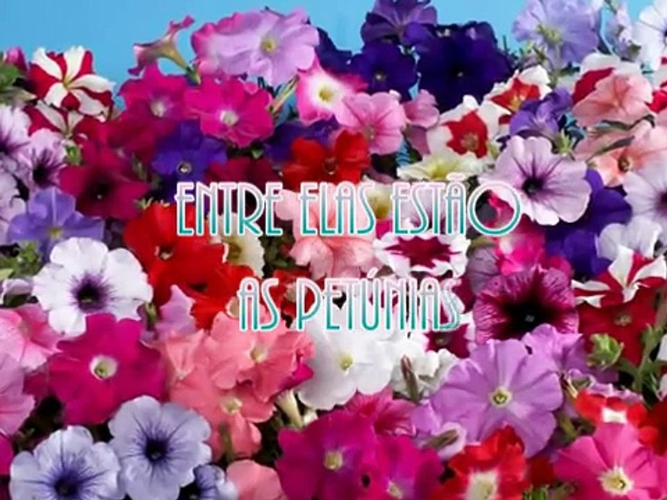 Petúnias
