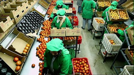 Tomate - a la recherche du gout perdu