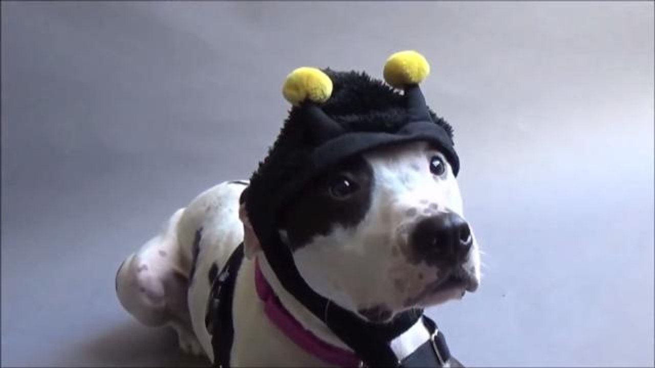 Animal Shelter Dresses Pit Bull In Silly Hats t...