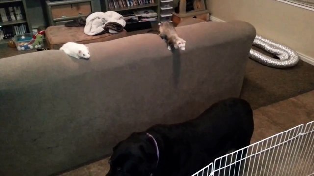 Un chien aide un furet à s'évader