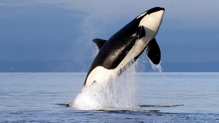 This Killer Whale's Been Imprisoned For 44 Years