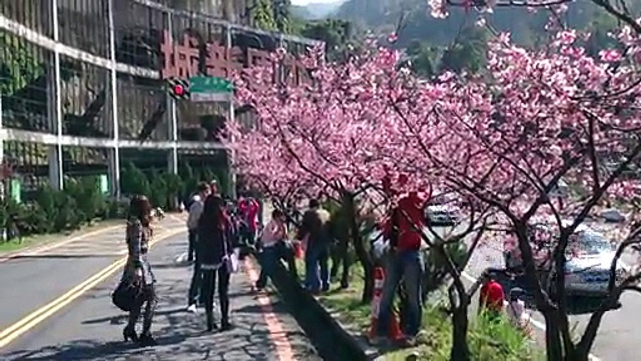 20150124 (4)花園新城櫻木花道遊客