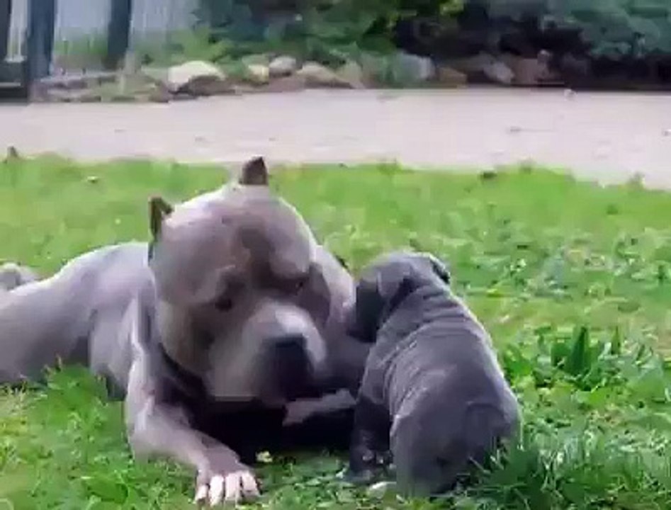 Trop mignon !!!