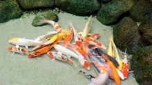 KOI KARPERS  ALLES WAT U ALTIJD AL OVER UW KOI WILDE WETEN