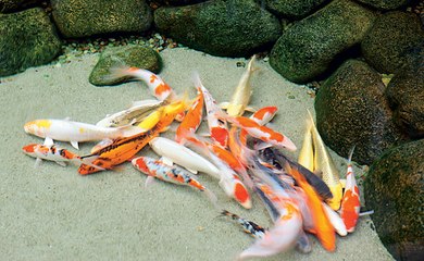 KOI KARPERS  ALLES WAT U ALTIJD AL OVER UW KOI WILDE WETEN