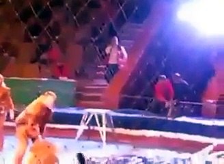 Dunya News- Lion Attacks A Man In Circus...
