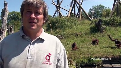 Des caméras capturent un rare moment alors qu’une maman orang-outan met au monde un petit!
