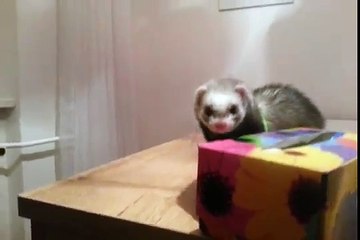 Un furet tente de sauter sur une planche à repasser