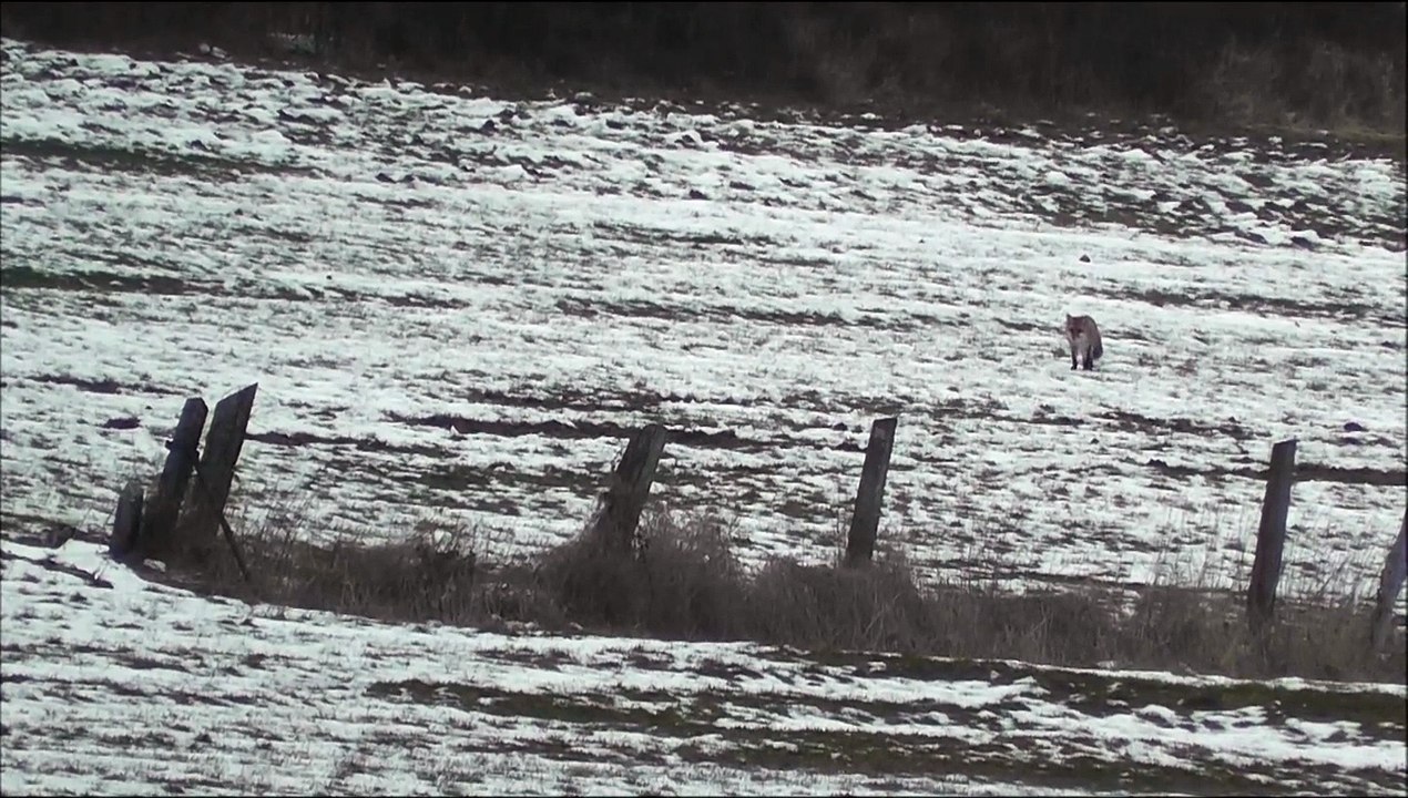 Winterjagd - letzter Einsatz