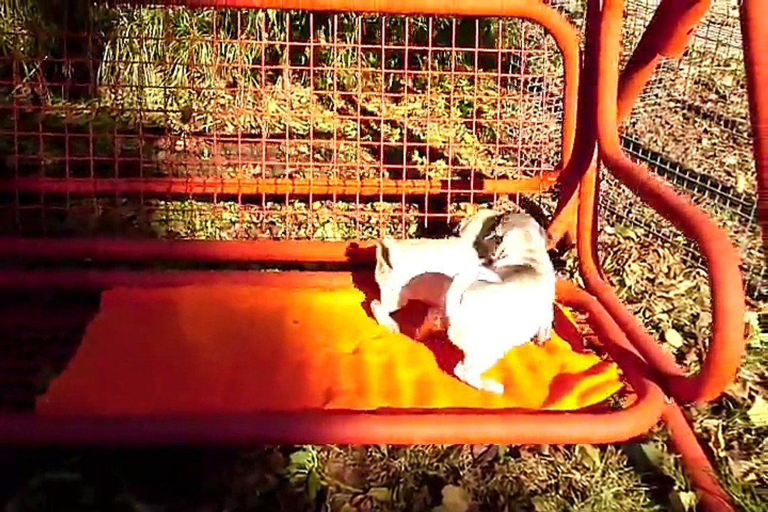 PUG YAVRULARI MUĞLA