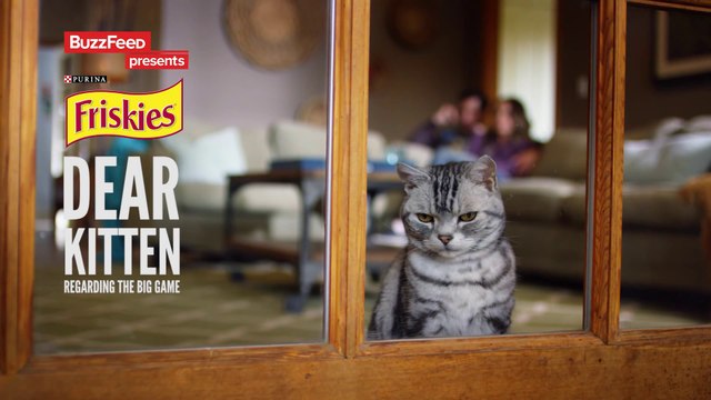 Une Publicité Friskies pour le Super Bowl 2015: Dear Kitten : Regarding the Big Game