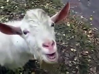 Chèvre qui parle - Talking goats