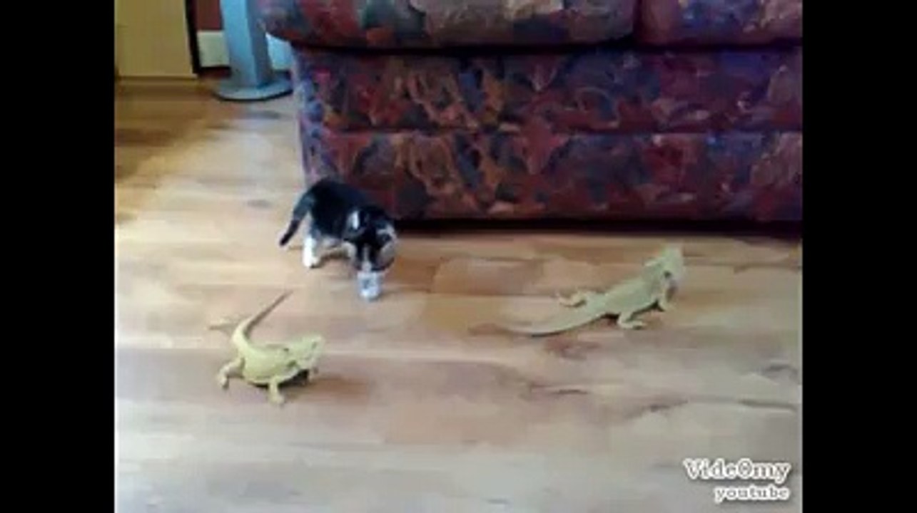 Animals reactions