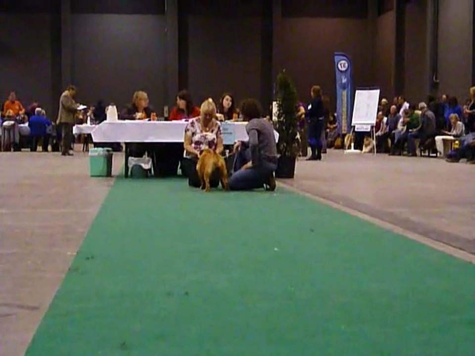eurodogshow Courtrai 11 nov 2013 mystic  koko