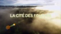 La cité des Fourmis