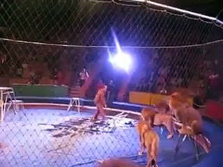 Lion Attacks A Man In Circus..