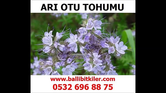 arı otu fiyatı,arı otu faydaları,arı otu hasadı,arı otu tohumu İstanbul,arı otu satışı izmir