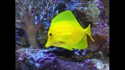 NBA배팅【【 ２ＰＡＫ２．ＣＯＭ 】】토토 NBA토토