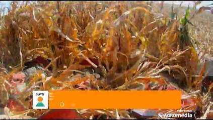 KWS – hibrid kukuruza Krebs_384_24.01.2015.