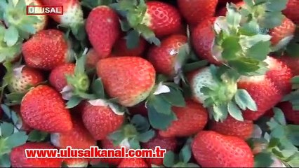 Kriz Mersinli üreticiyi vurdu