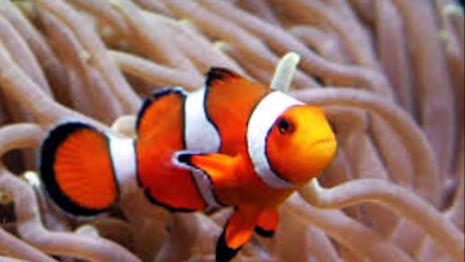 스포츠토토 ２ＰＡＫ２．ＣＯＭ 와이즈토토