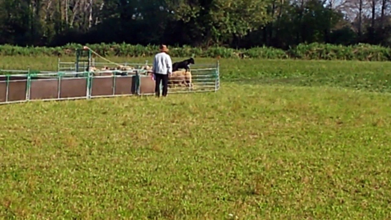 Chips et Bernard, Champ France IR ovin 2014 - 1