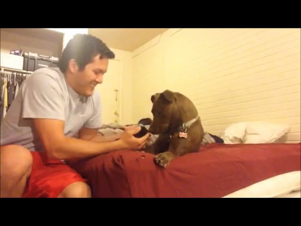 Un chien rencontre un tout petit chaton