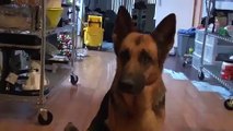 Funny Video German Shepherd Dog Gets Epic Bath Sad Cute and Very Funny _