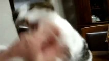 Funny Videos videos De Risa El Gato Me Va A Comer La Mano!! Perros Y Gatos Chistosos1