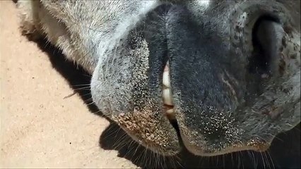 Download Video: FUNNY VIDEOS, DONKEYS KICKING, JEALOUS DONKEY, FUNNY ANIMALS VIDEOS, CUTE ANIMALS, DONKEYS