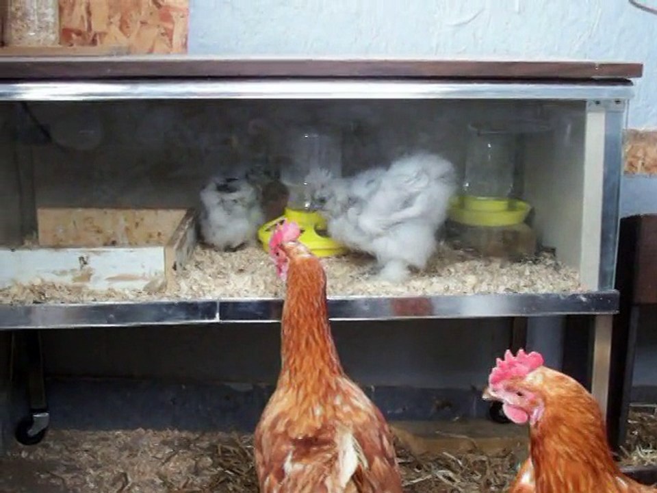 Poussins dans leur nouvelle poussinière.