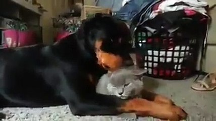 Rottweilerin Kedi Sevgisi