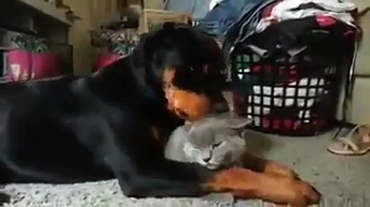 Rottweilerin Kedi Sevgisi