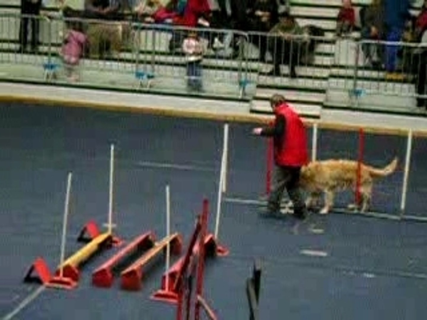 ⁣golden retriever en competition