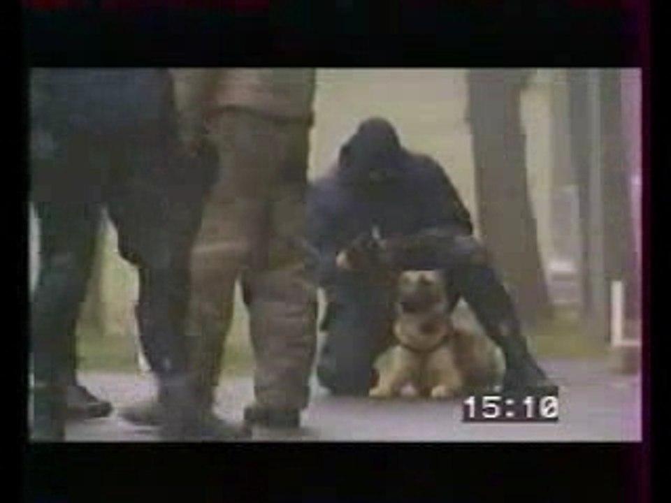 chien gign