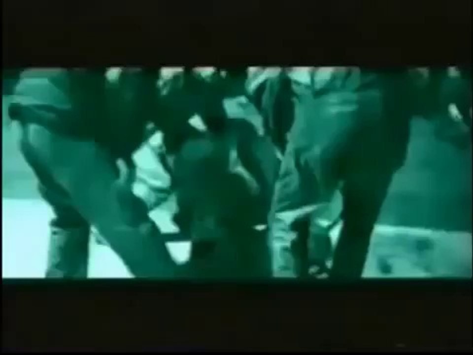 American Pit Bull Terrier "Total Warrior" (game dog - perros de pelea) pitbull apbt.