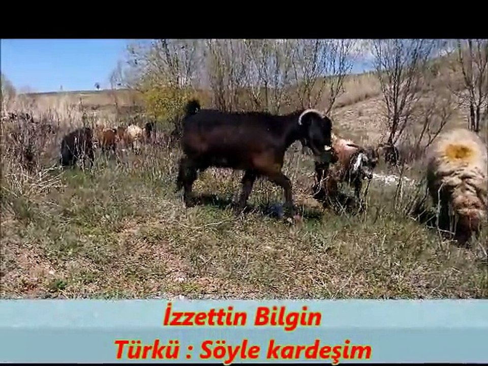 Söyle Kardeşim