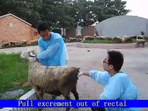 Ultrasound Scanner KX5100 Vet Machine/Demo Sheep - Goat Rectal Examination