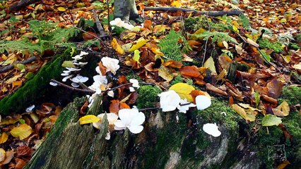 bieszczady 11